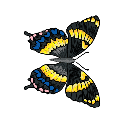 Pieridae Animals Pieridae Animals