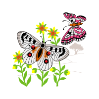 Pieridae Animals Pieridae Animals