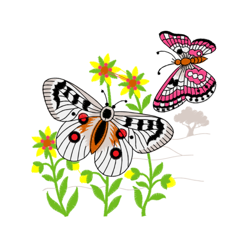 Pieridae Animals Pieridae Animals