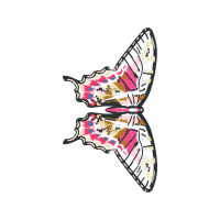 Pieridae Animals Pieridae Animals