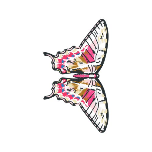 Pieridae Animals Pieridae Animals