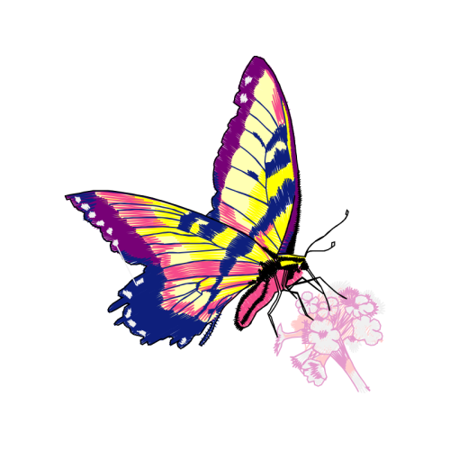 Pieridae Animals Pieridae Animals