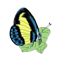 Pieridae Animals Pieridae Animals