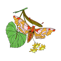 Pieridae Animals Pieridae Animals