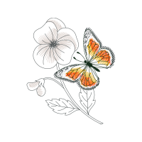 Pieridae Animals Pieridae Animals