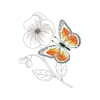 Pieridae Animals Pieridae Animals