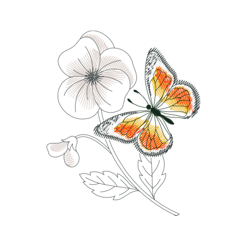 Pieridae Animals Pieridae Animals