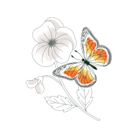 Pieridae Animals Pieridae Animals