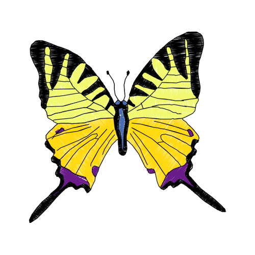 Pieridae Animals Pieridae Animals