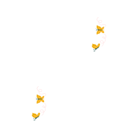 Pieridae Animals Pieridae Animals