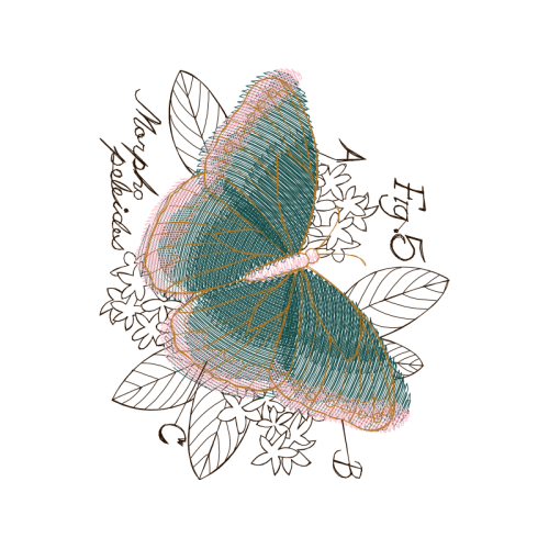 Pieridae Animals Pieridae Animals