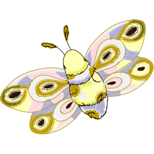 Pieridae Animals Pieridae Animals