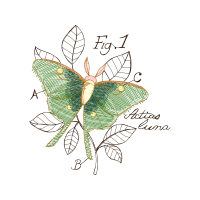 Pieridae Animals Pieridae Animals