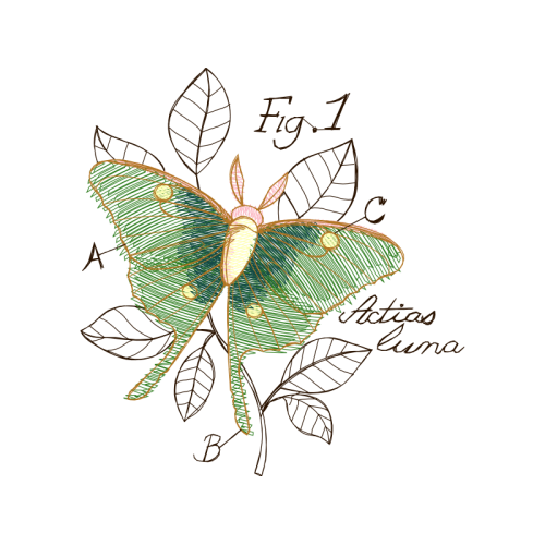 Pieridae Animals Pieridae Animals