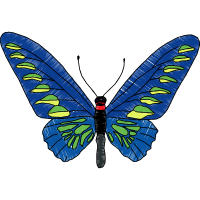 Rajah Brooke S Birdwing Animals Rajah Brooke S Birdwing Animals