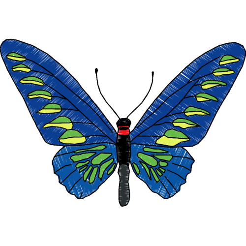 Rajah Brooke S Birdwing Animals Rajah Brooke S Birdwing Animals