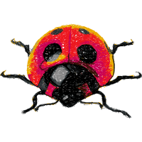 Seven Spot Ladybird Animals Seven Spot Ladybird Animals