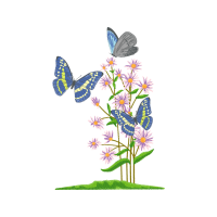 Short Tailed Blue Animals Short Tailed Blue Animals