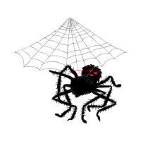 Spider Animals Spider Animals