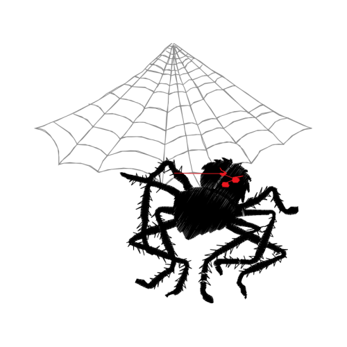 Spider Animals Spider Animals