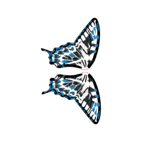 Swallowtail Butterfly Animals Swallowtail Butterfly Animals