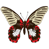 Swallowtail Butterfly Animals Swallowtail Butterfly Animals