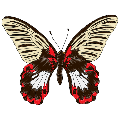 Swallowtail Butterfly Animals Swallowtail Butterfly Animals