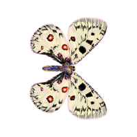 Swallowtail Butterfly Animals Swallowtail Butterfly Animals