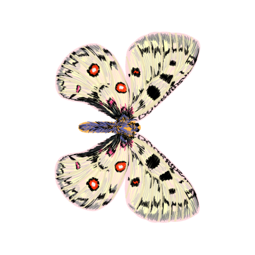 Swallowtail Butterfly Animals Swallowtail Butterfly Animals