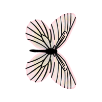 Swallowtail Butterfly Animals Swallowtail Butterfly Animals