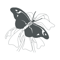 Swallowtail Butterfly Animals Swallowtail Butterfly Animals