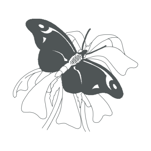 Swallowtail Butterfly Animals Swallowtail Butterfly Animals