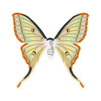 Swallowtail Butterfly Animals Swallowtail Butterfly Animals