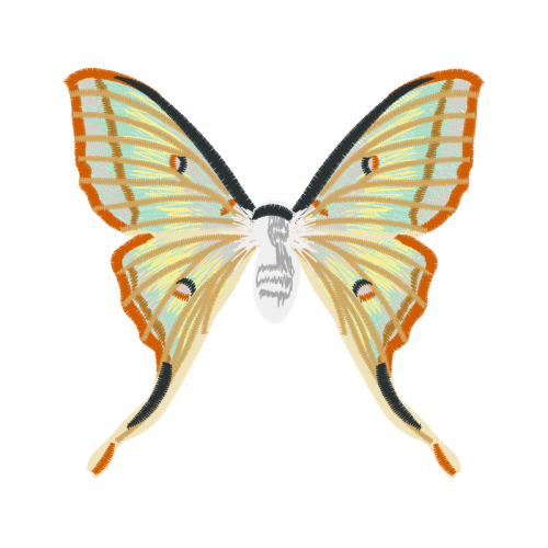 Swallowtail Butterfly Animals Swallowtail Butterfly Animals