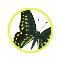 Swallowtail Butterfly Animals