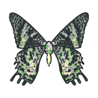 Swallowtail Butterfly Animals