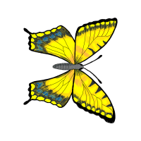 Swallowtail Butterfly Animals Swallowtail Butterfly Animals