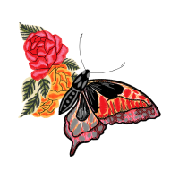 Swallowtail Butterfly Animals