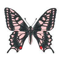 Swallowtail Butterfly Animals