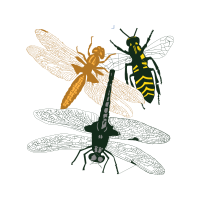 Tachinid Flies Animals Tachinid Flies Animals