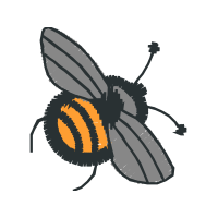 Tachinid Flies Animals Tachinid Flies Animals