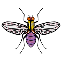 Tachinid Flies Animals