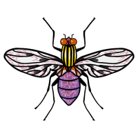 Tachinid Flies Animals