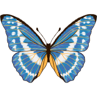 Teinopalpus Aureus Animals