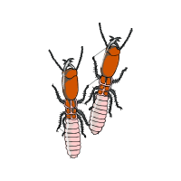 Termite Animals Termite Animals