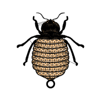 True Weevils Animals