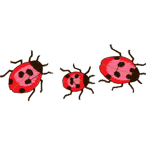 True Weevils Animals True Weevils Animals