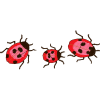 True Weevils Animals True Weevils Animals