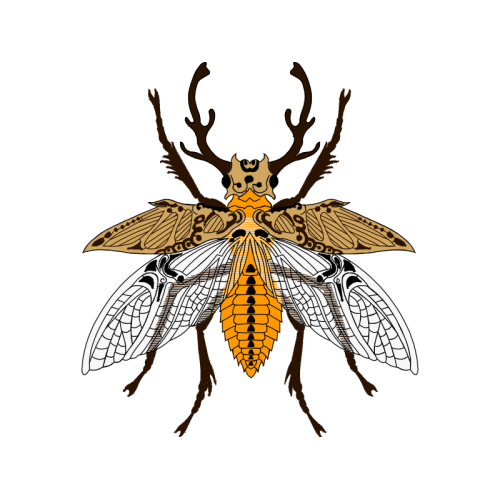 Weevil Animals Weevil Animals