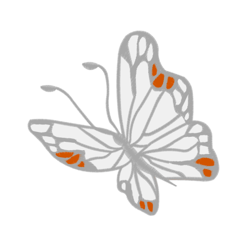 Western Pygmy Blue Animals Western Pygmy Blue Animals